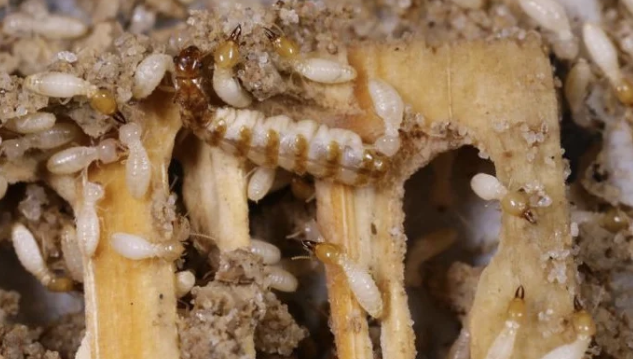 Jasa Anti Rayap Sebagai Solusi Mengatasi Hama Perusak Rumah