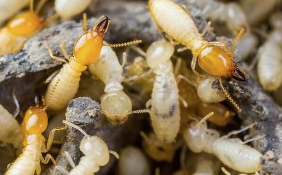 Jasa Anti Rayap: Solusi Efektif Melindungi Bangunan dari Kerusakan